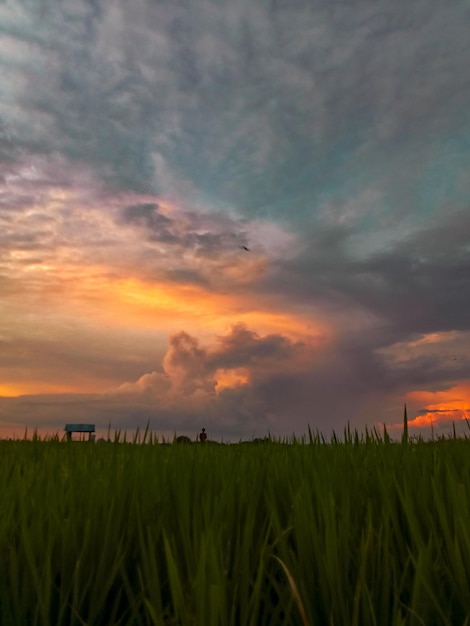 farm lanscape rice field in sumatera indonesia