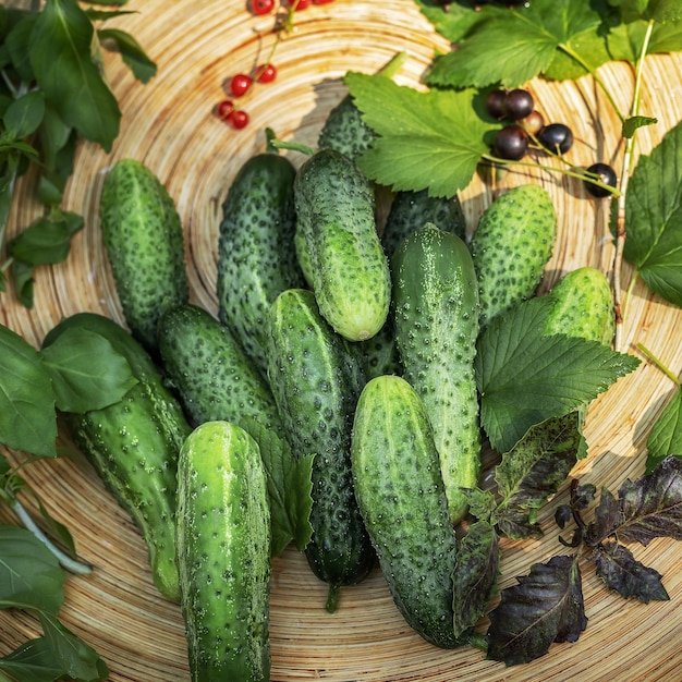 Farm season local grown cucumbers berries and herbs on a dish