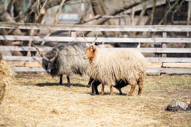 Farm Sheep Or Ram With Large Horns Grazing in Field.