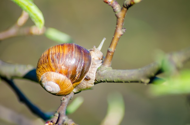 On a farm, snails creep along fruit trees.