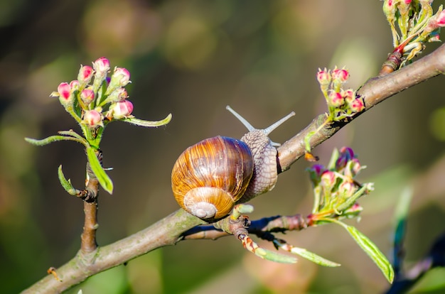 On a farm, snails creep along fruit trees.