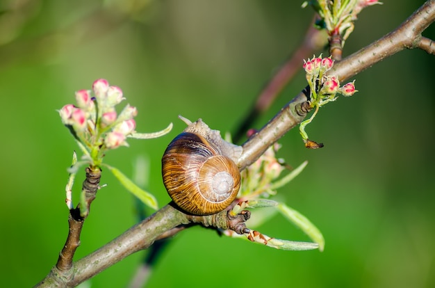 On a farm, snails creep along fruit trees.