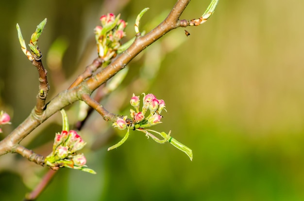 On a farm snails creep along fruit trees