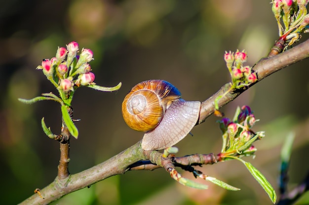 On a farm snails creep along fruit trees