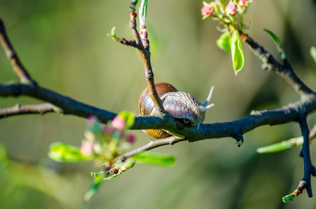 On a farm snails creep along fruit trees