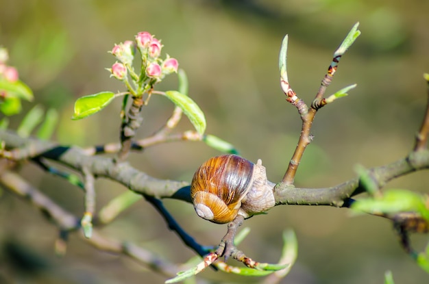 On a farm snails creep along fruit trees