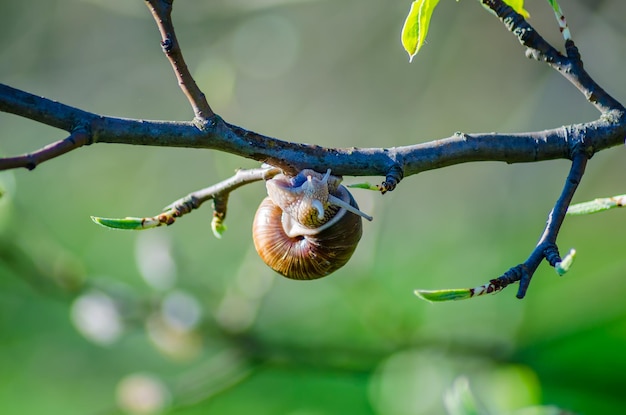 On a farm snails creep along fruit trees