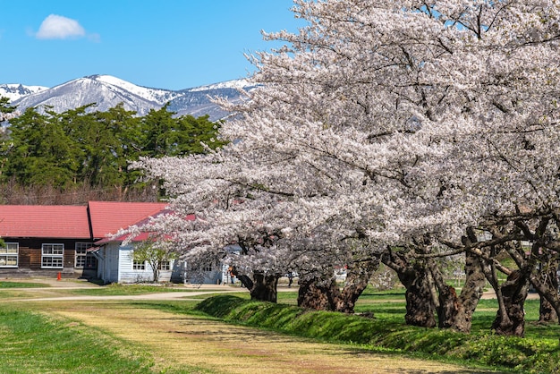 Farm in springtime cherry blossom season April May in sunny day morning