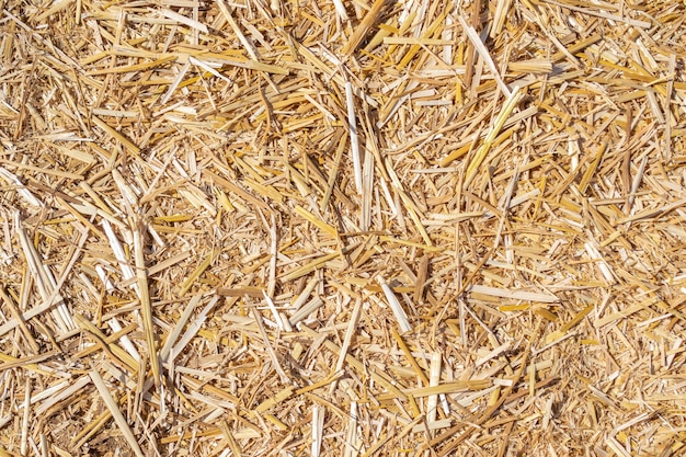 Farm straw hay texture close up background