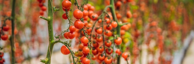 Farm of tasty red cherry tomatoes on the bushes banner long format