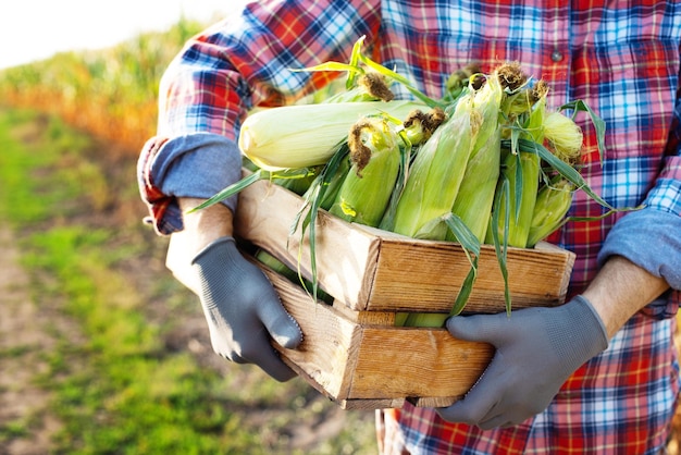 Farm worker holds wooden crate of corn cobs in his arms