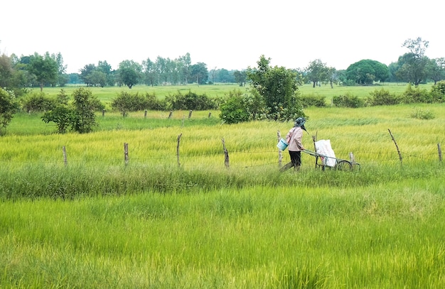 Farmer in Agriculture Flooded field of rice seedlings