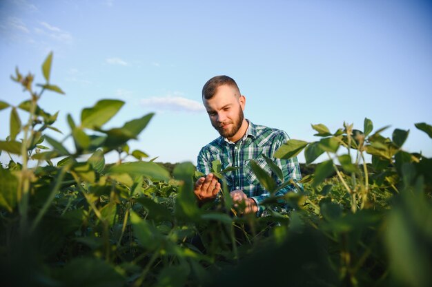 A farmer agronomist inspects green soybeans growing in a field. Agriculture