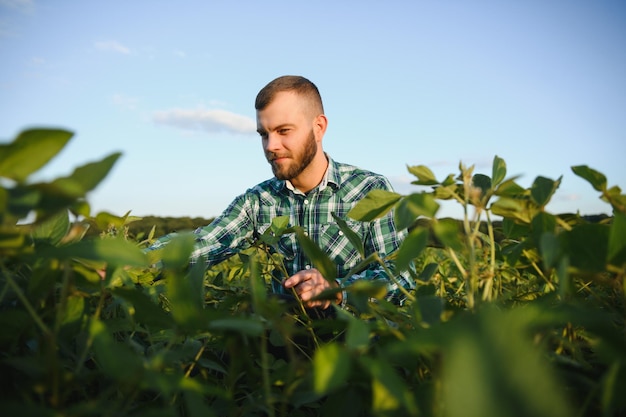 A farmer agronomist inspects green soybeans growing in a field. Agriculture