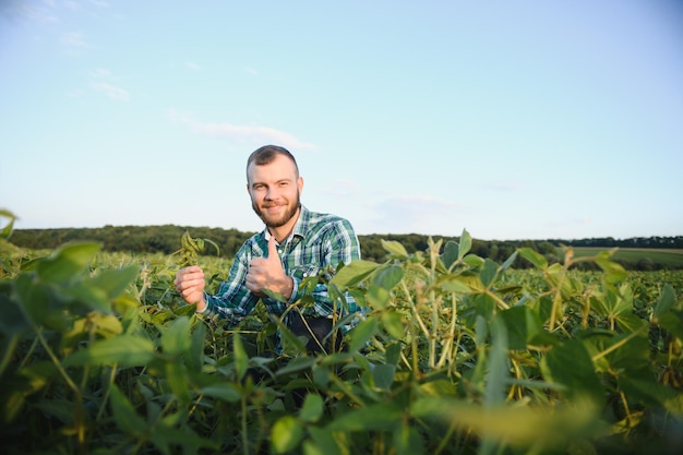 A farmer agronomist inspects green soybeans growing in a field. Agriculture