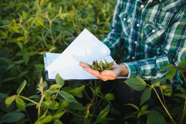 A farmer agronomist inspects green soybeans growing in a field Agriculture