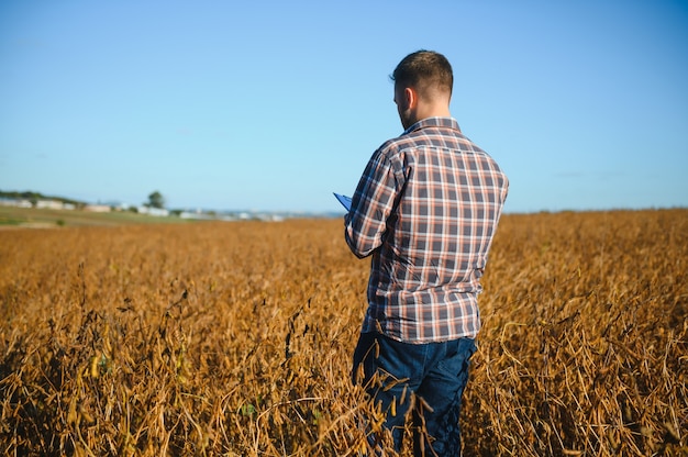 Farmer agronomist in soybean field checking crops before harvest. Organic food production and cultivation.