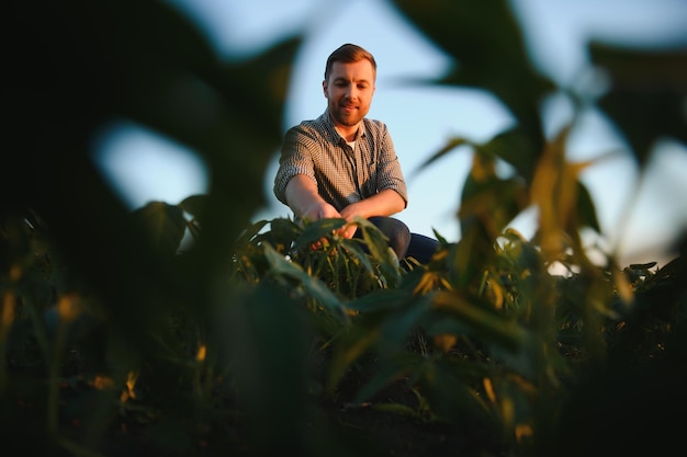 Farmer agronomist in soybean field checking crops Organic food production and cultivation