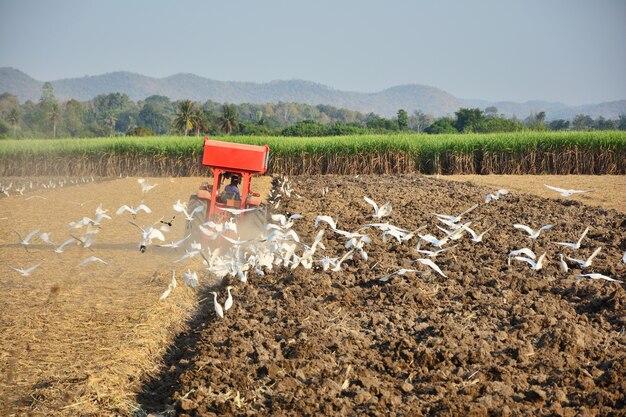 Farmer are driving the tractor to cultivate the soil