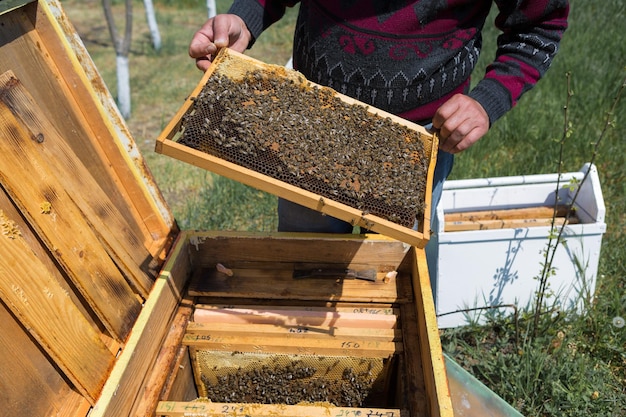 A farmer on a bee apiary holds frames with wax honeycombs Planned preparation for the collection of honey