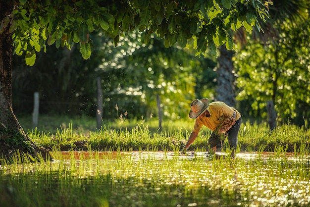 Farmer and buffalo in rice field Thailand