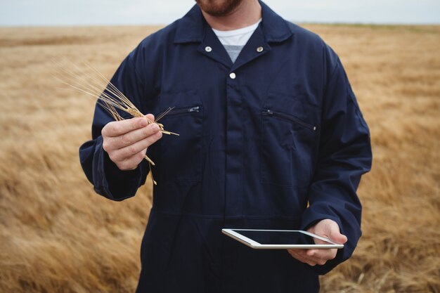 Farmer checking ears of wheat while using digital tablet in the field