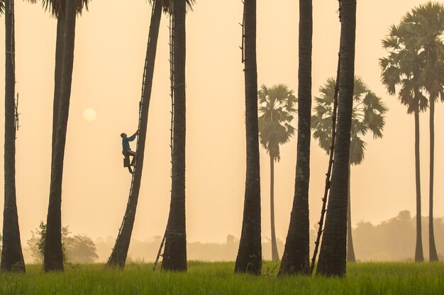 Farmer climb the tree during morning time 