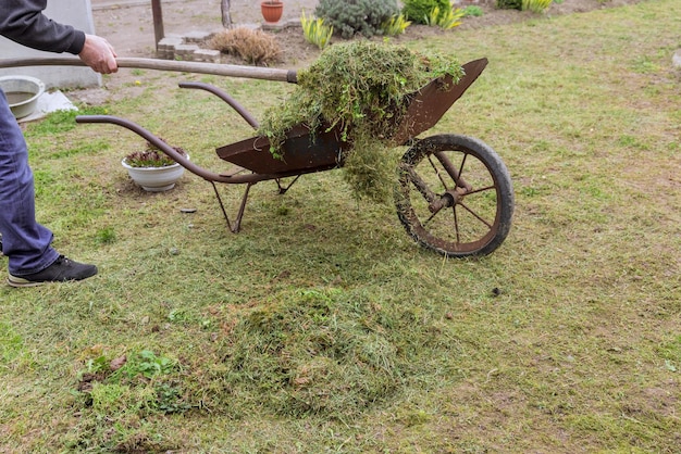 Farmer collecting cut green lawn in yard cart for composting