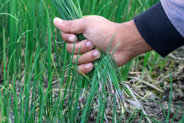 Farmer collecting emerging onion plants from seedbeds for replantation