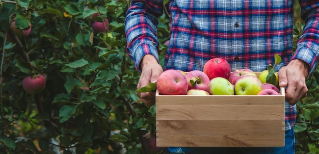 The farmer collects apples in the garden in a wooden box