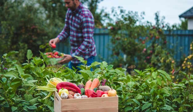 A farmer collects vegetables in the garden Selective focus