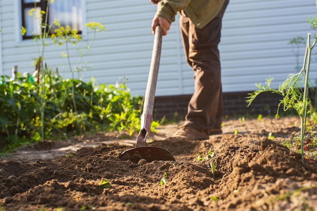 Farmer cultivating land in the garden with hand tools Soil loosening Gardening concept Agricultural work on the plantation