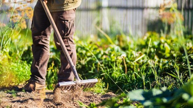 Farmer cultivating land in the garden with hand tools Soil loosening Gardening concept Agricultural work on the plantation