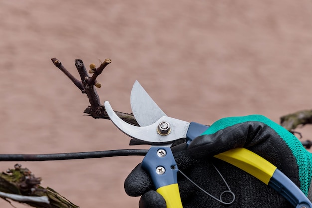 Farmer cutting branches in vineyard at spring