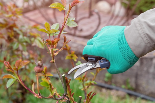 Farmer cutting rose branches in garden at spring time