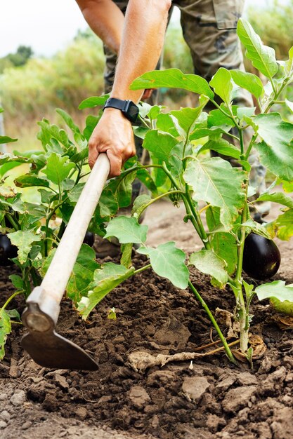 Farmer digging in the field