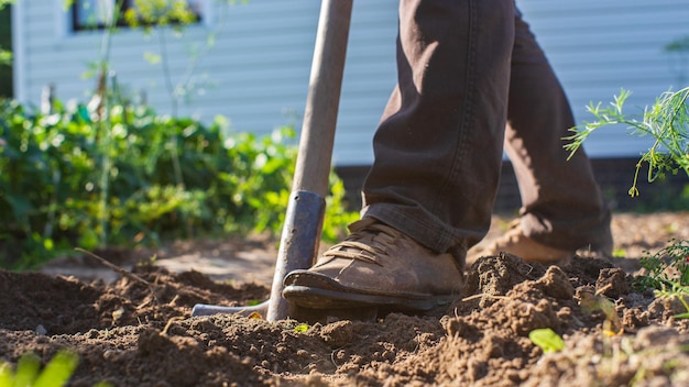 The farmer digs the soil in the vegetable garden Preparing the soil for planting vegetables Gardening concept Agricultural work on the plantation