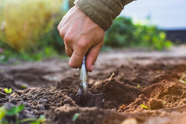 The farmer digs the soil in the vegetable garden Preparing the soil for planting vegetables Gardening concept Agricultural work on the plantation