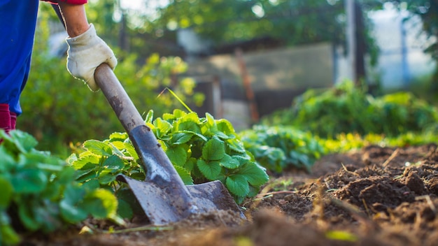 The farmer digs the soil in the vegetable garden Preparing the soil for planting vegetables Gardening concept Agricultural work on the plantation