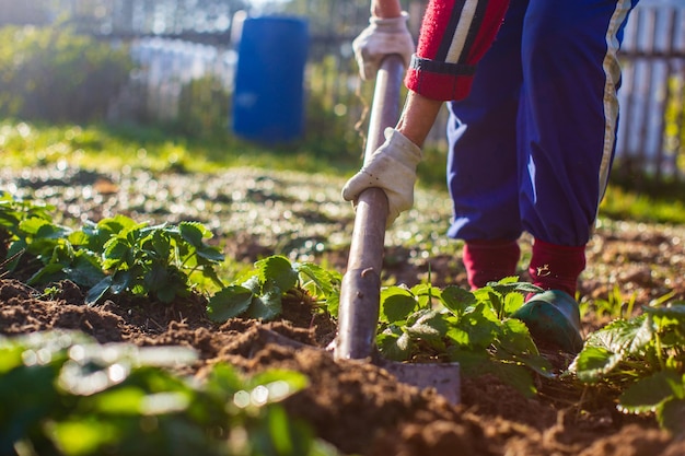 The farmer digs the soil in the vegetable garden Preparing the soil for planting vegetables Gardening concept Agricultural work on the plantation