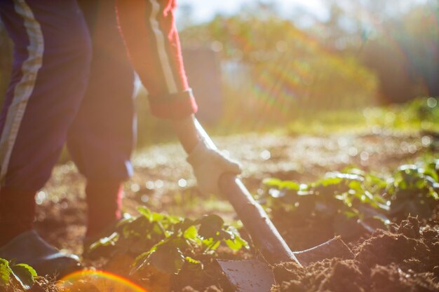 The farmer digs the soil in the vegetable garden Preparing the soil for planting vegetables Gardening concept Agricultural work on the plantation