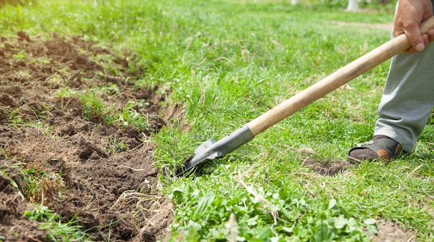 Farmer digs soil with shovel in garden