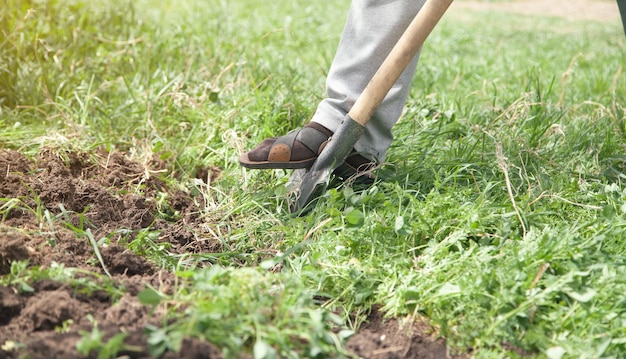 Farmer digs soil with shovel in garden.