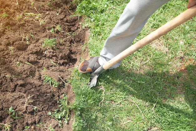 Farmer digs soil with shovel in garden.