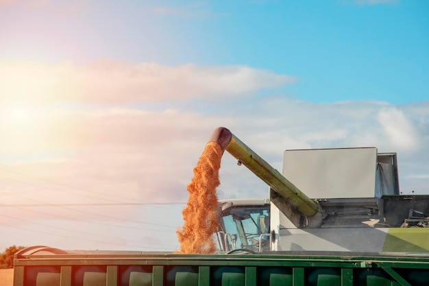 Farmer driving a harvester working in a wheat field at sunset