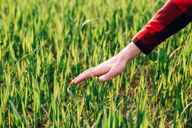 Farmer examining young wheat crop plant in agricultural field