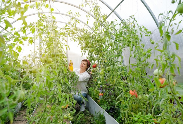 A farmer female working in organic greenhouse. Woman growing bio plants, tomatoes  in farm