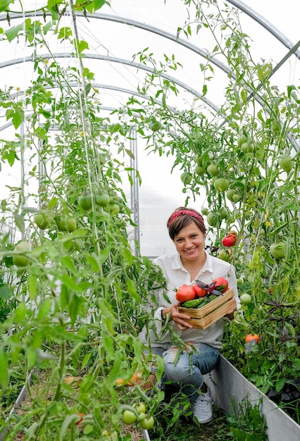 A farmer female working in organic greenhouse. Woman growing bio plants, tomatoes  in farm