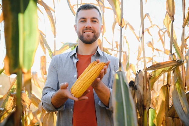 Farmer in field checking on corncobs