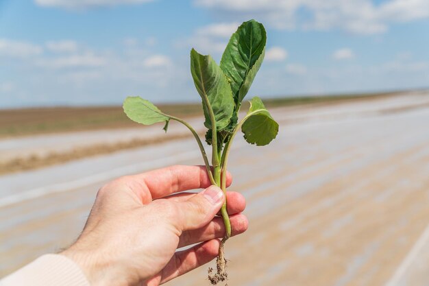 Farmer in a field holding young sprout of green cabbage in his hands Growing cabbage Concept of farming and planting